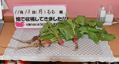 ラディッシュ